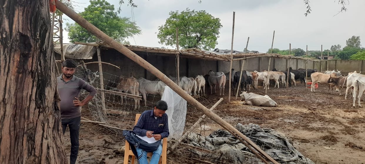 Caretaker arrested in connection with the death of cattle in Abhigaon; case registered against the operator in Byaur.