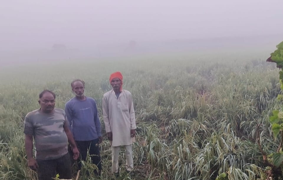 Elephants trampled paddy crops