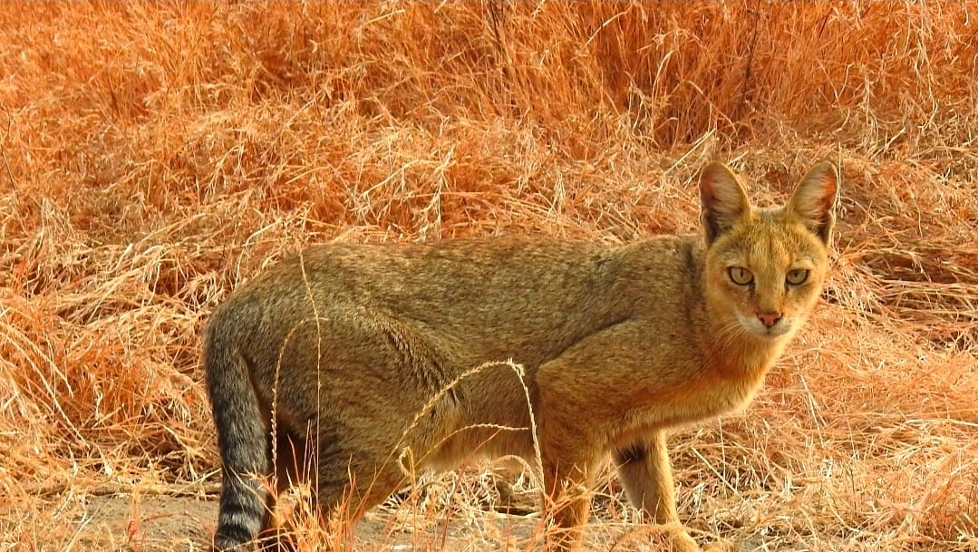 forest department seized monitor lizards pangolins and wild cats body parts rohtas bihar news