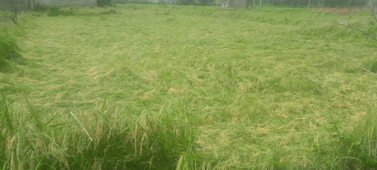 मोंगरी के ताल क्षेत्र में बारिश से खराब धान की फसलें। स्रोत: पार्टी