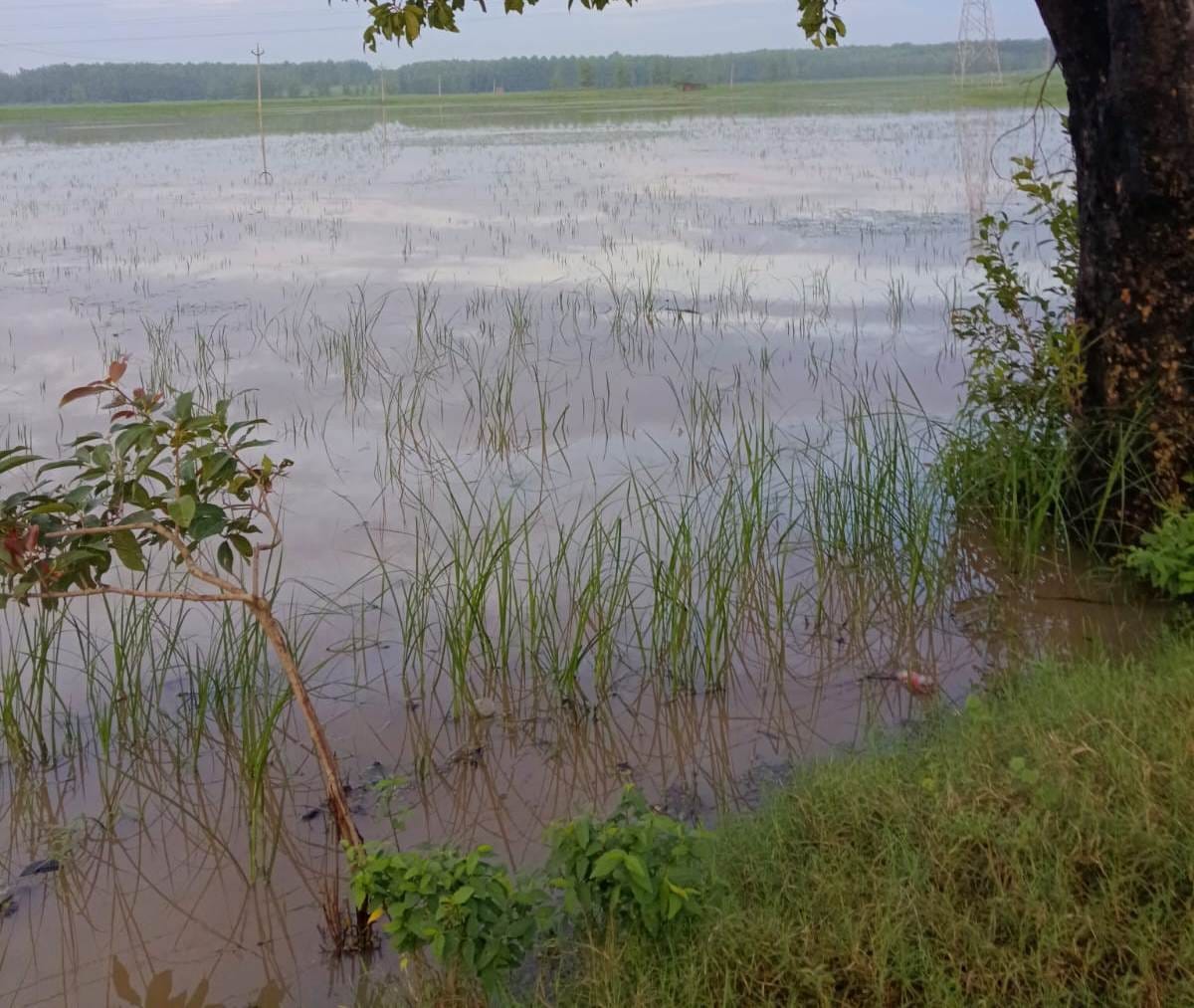200 acres of fields in Malikpur Bangar are waterlogged