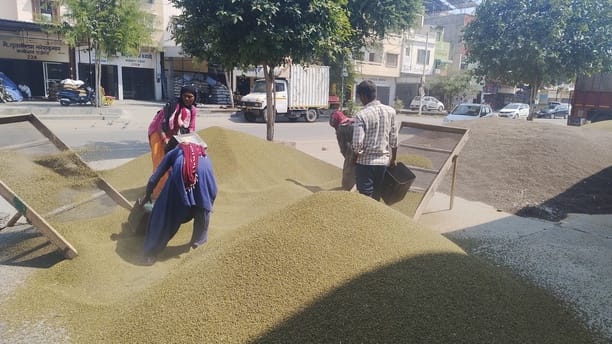 नई अनाज मंडी में मूंग में झार लगाते मजदूर।