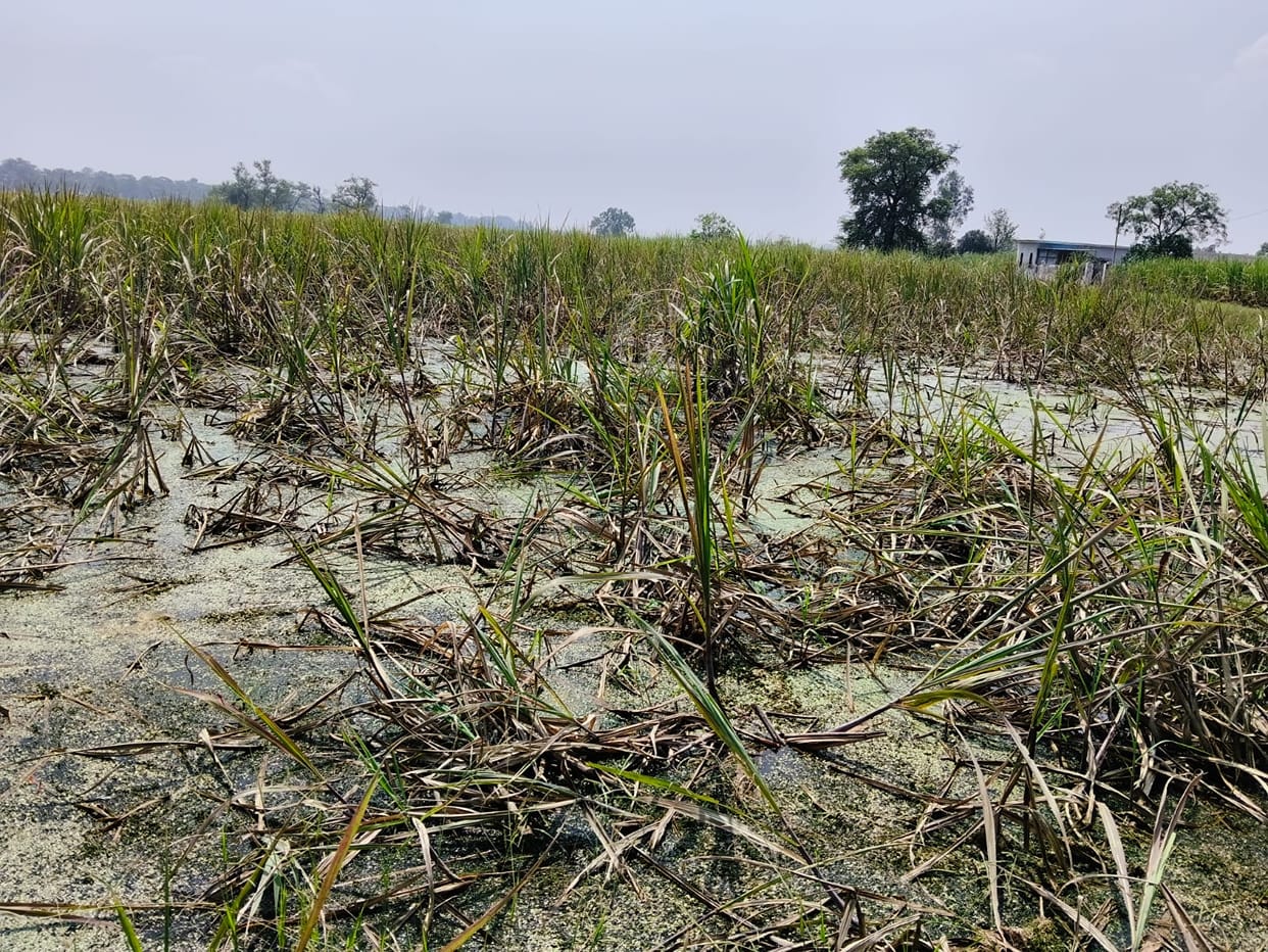 Incomplete drain in Rathaura Khurd; farmers suffer losses worth lakhs of rupees.