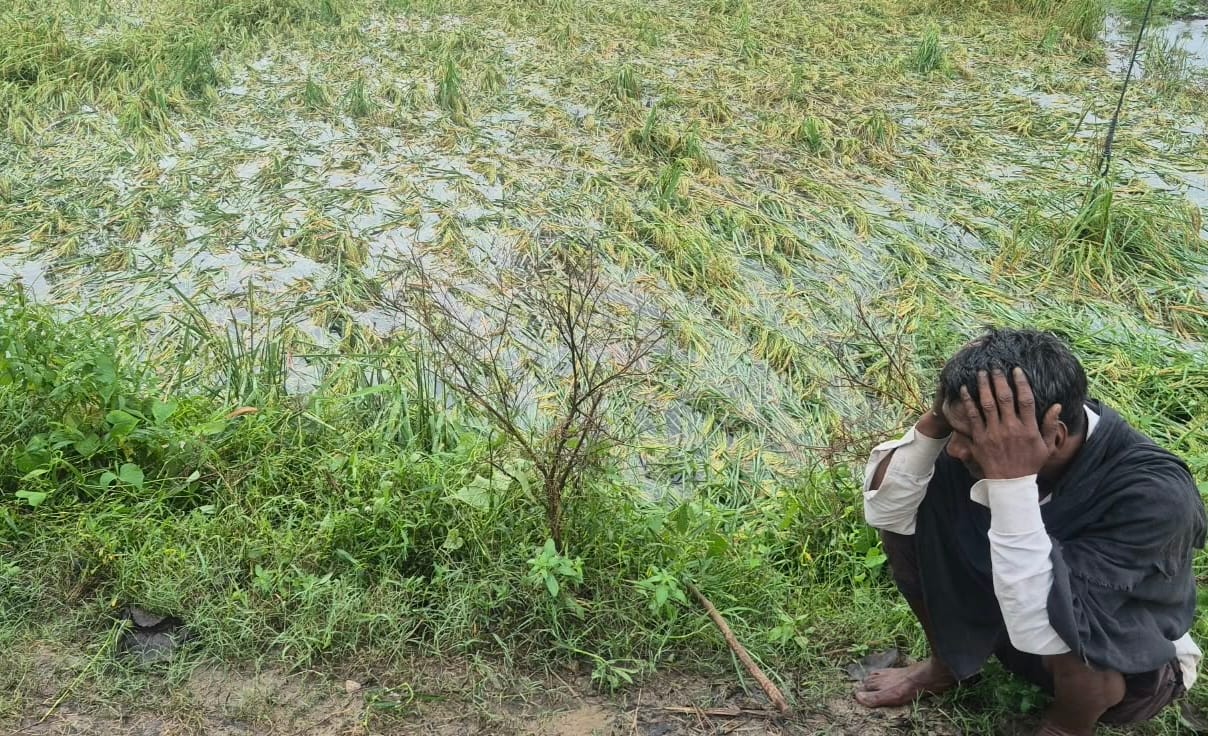 शाहबाद में धान की फसल को जलमग्न देखते हुए किसान सिर पकड़कर परेशान बैठा हुआ। संवाद