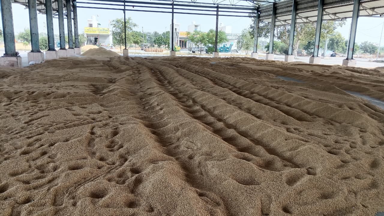 शहर की अतिरिक्त अनाजमंडी में बिछाई गई परमल धान की फसल। संवाद