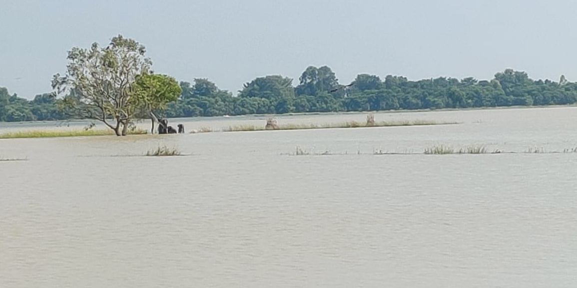 Siddharthnagar News: Villagers wading through water to reach the main road; boats become their lifeline