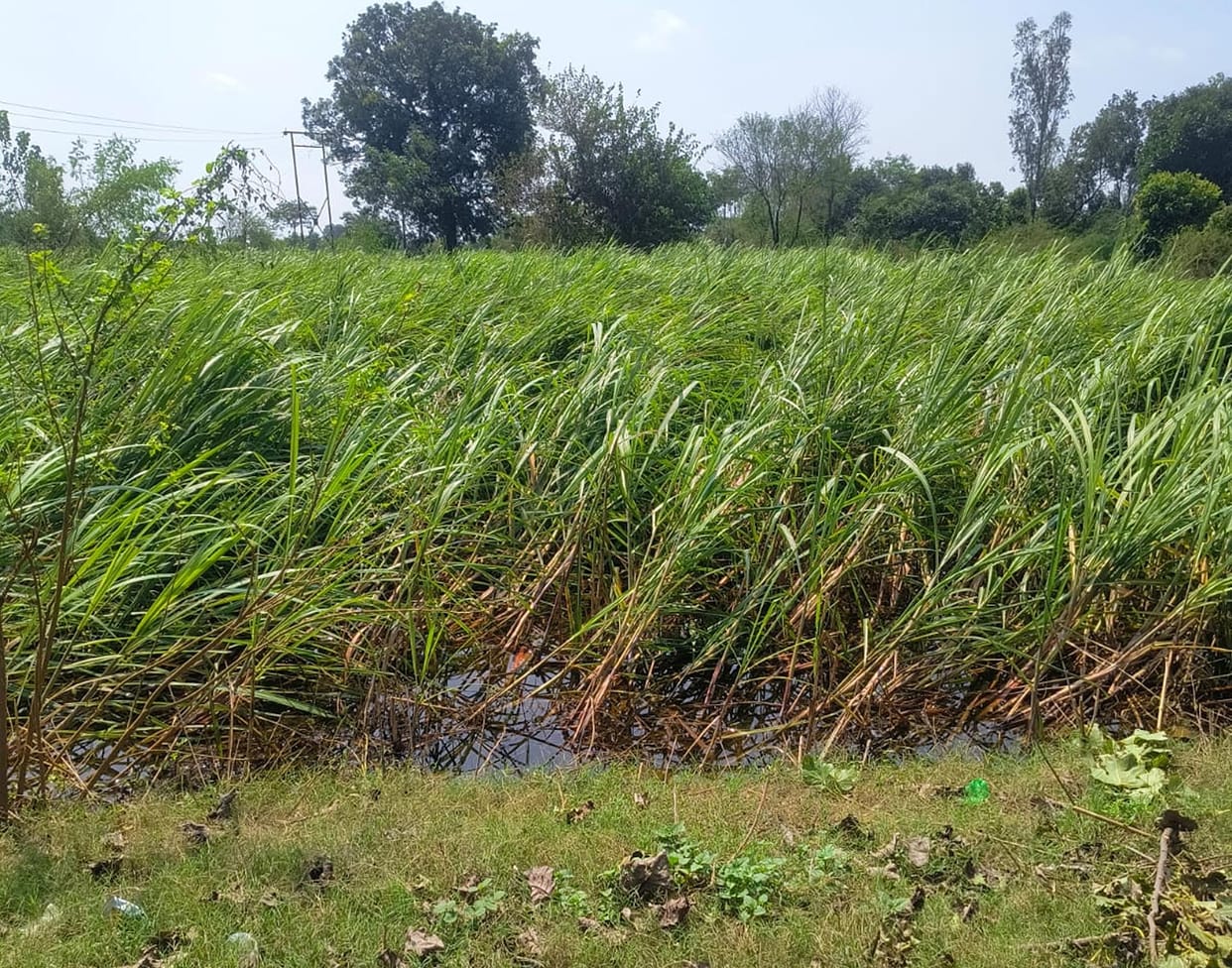 Tie up fallen sugarcane immediately; spray the pesticide as soon as the water drains away.