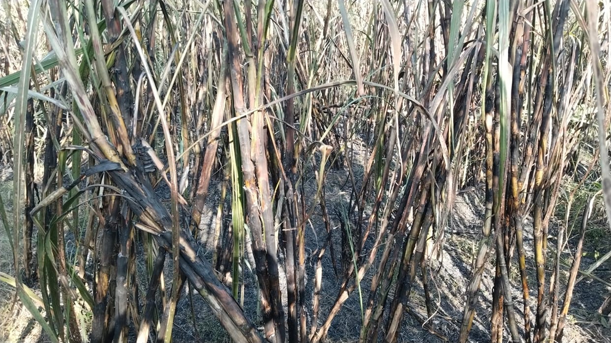 70 bighas of sugarcane crop burnt in Tajpura.