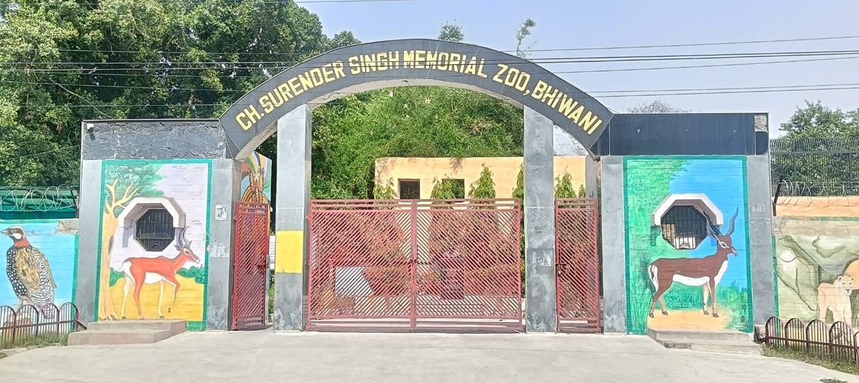 A pair of leopards will arrive at Bhiwani Zoo from Manikdoh, Maharashtra.