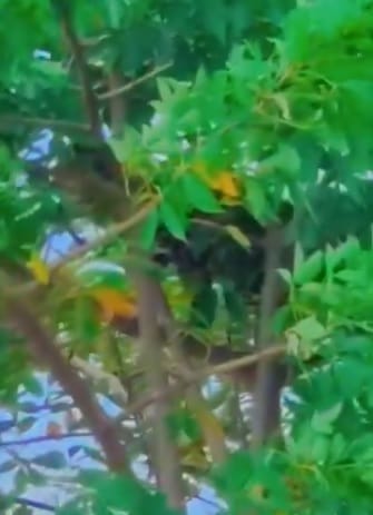 A wild animal was spotted on a tree amid the floods, causing a stir with reports of it being a leopard.