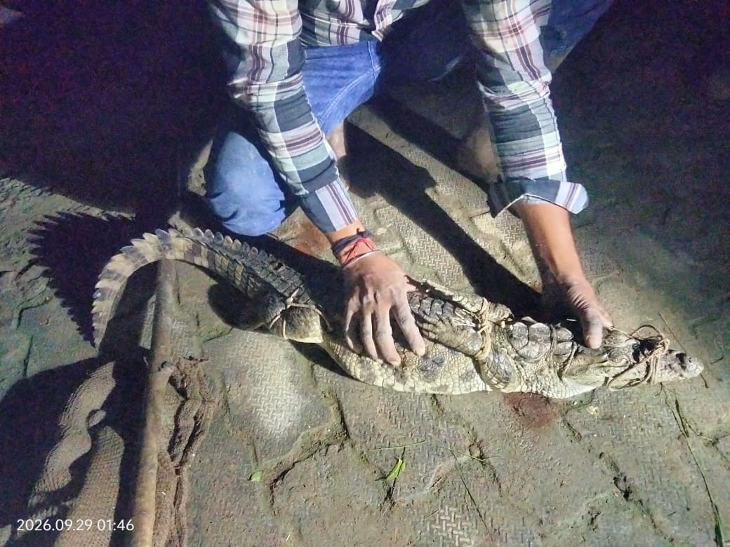 फोटो: 19 कुंडेश्वर ताल से मगरमच्छ का रेस्क्यू करती सेंचुरी विभाग की टीम। स्रोत विभाग