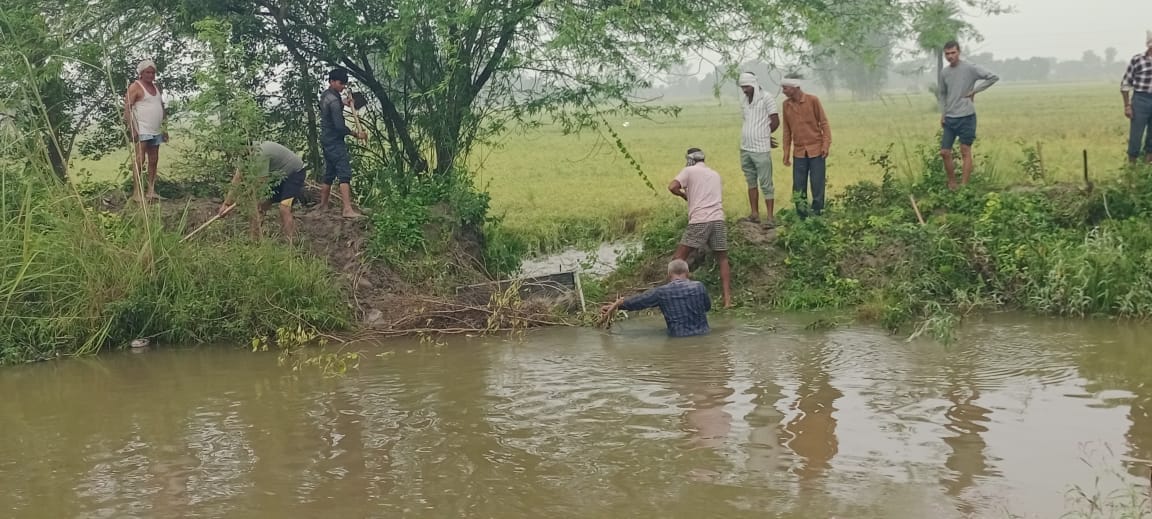 100 bighas of paddy submerged after distributary canal embankment breaches; farmers distressed.