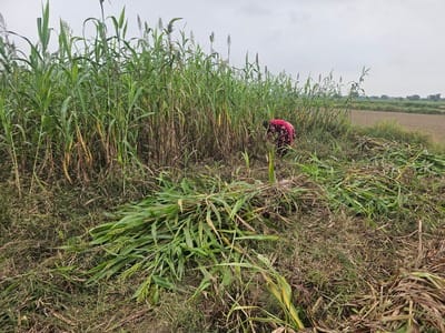 Farmers have become busy harvesting sorghum and pearl millet in view of the changing weather.