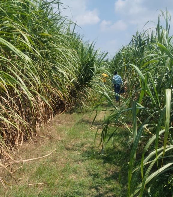 Workers' attendance was marked on the portal citing land consolidation work, yet a sugarcane crop was found standing at the site.