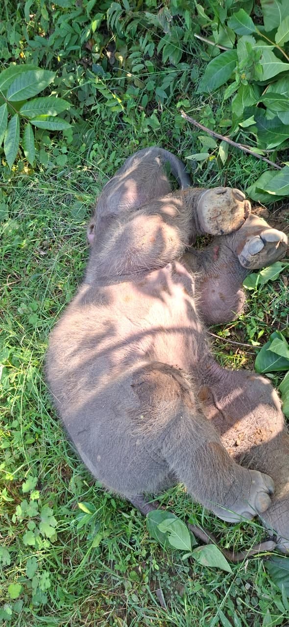 The carcass of an elephant calf was found in a pond in Chhaidoriya village, Raigarh; death by drowning is susp