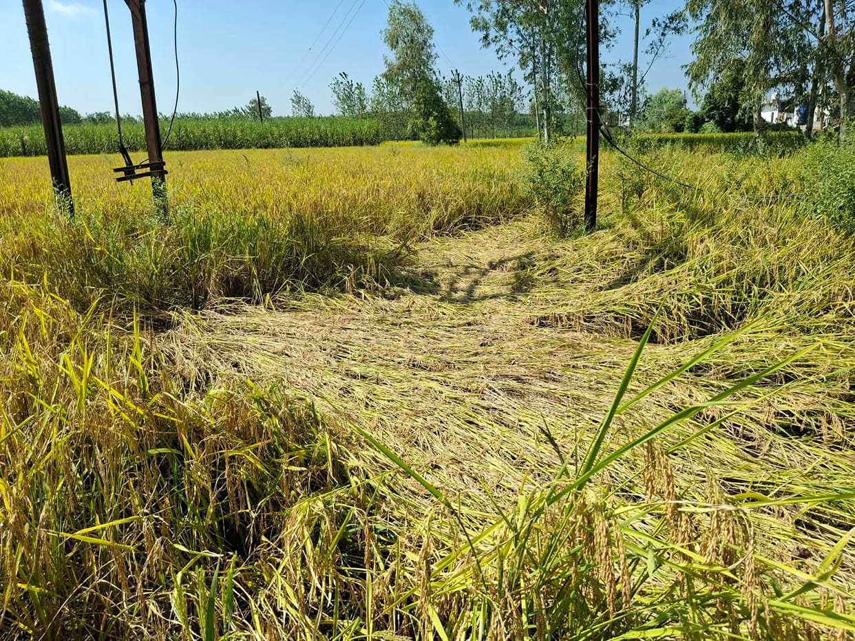 Rainwater floods fields; paddy crop at risk