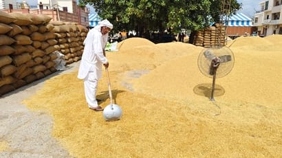 नई अनाजमंडी कैथल में धान की फसल सुखाता नफे सिंह। संवाद