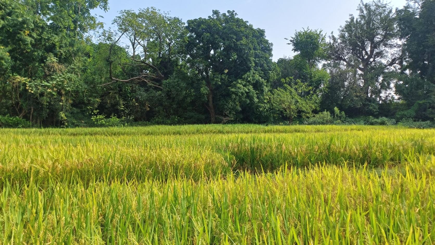 पासू के खेतों में लगाई गई हाईब्रिड धान 111 की किस्म। अमर उजाला