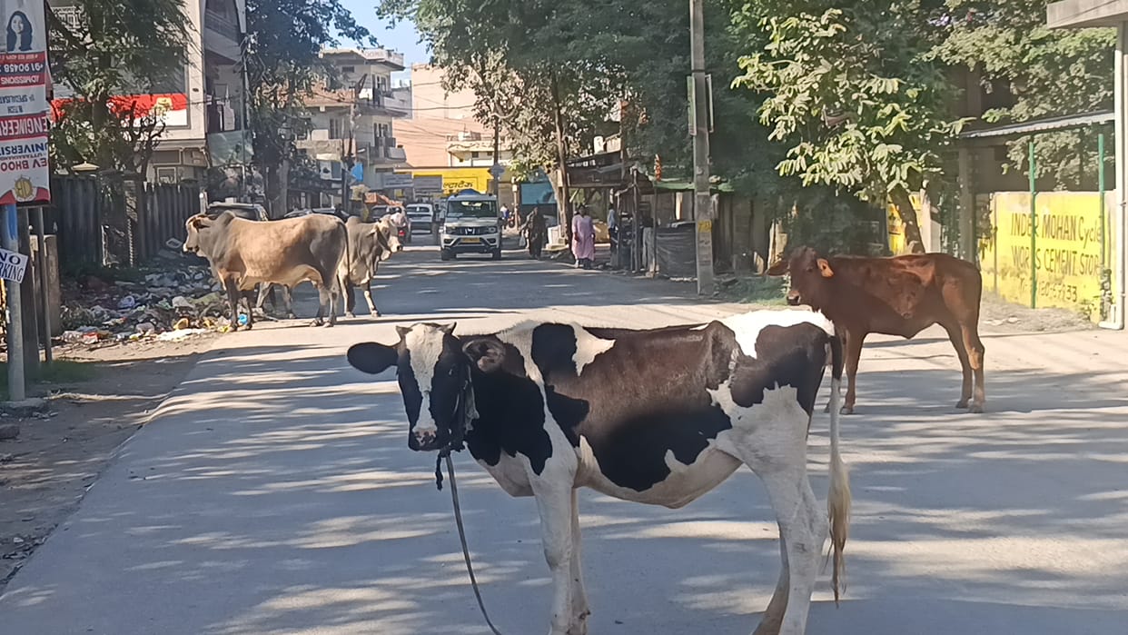 animals problem in ponta
