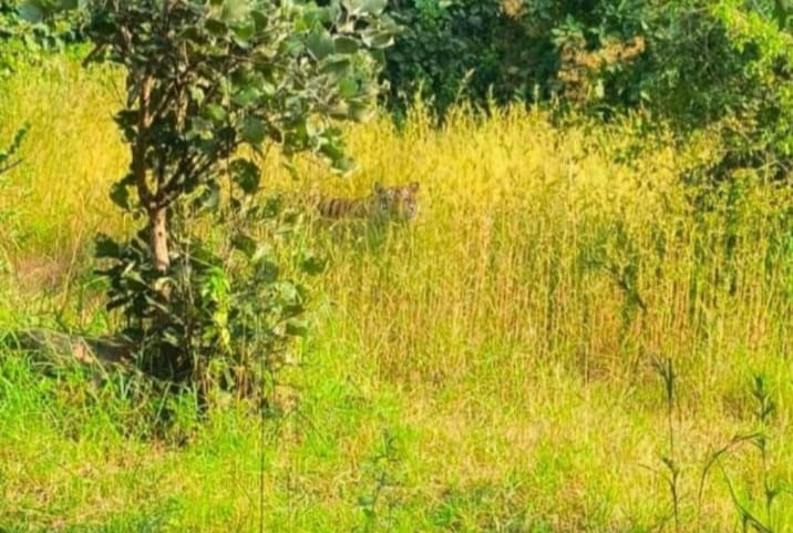 Sehore: Repeated Tiger Sightings Spark Panic, Forest Department Issues Alert; Solo Jungle Visits Restricted