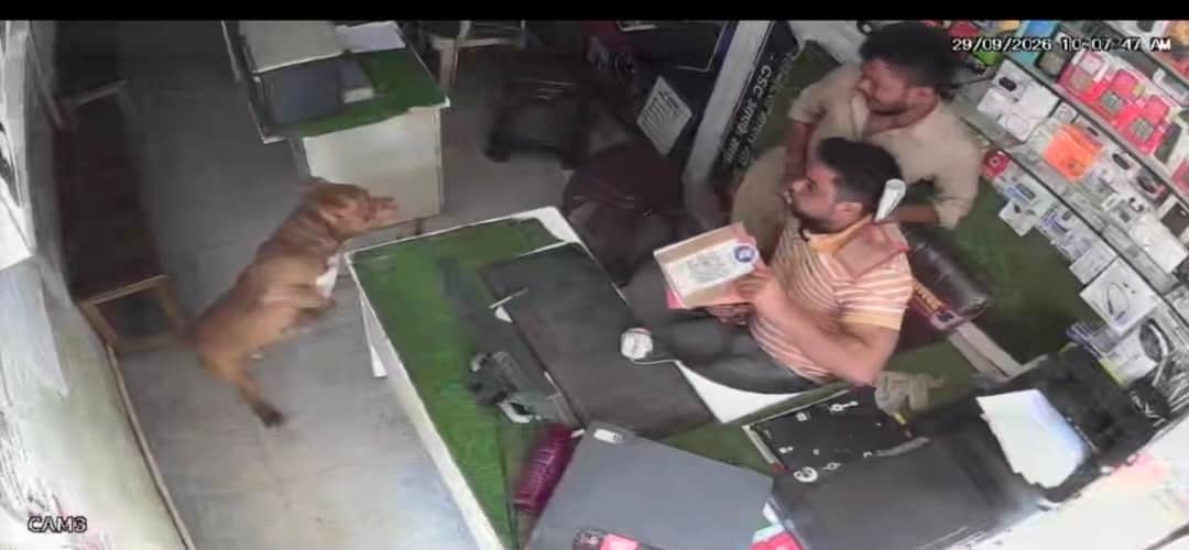 दुकान के काउंटर पर चढ़ा पिटबुल। स्रोत : सोशल मीडिया