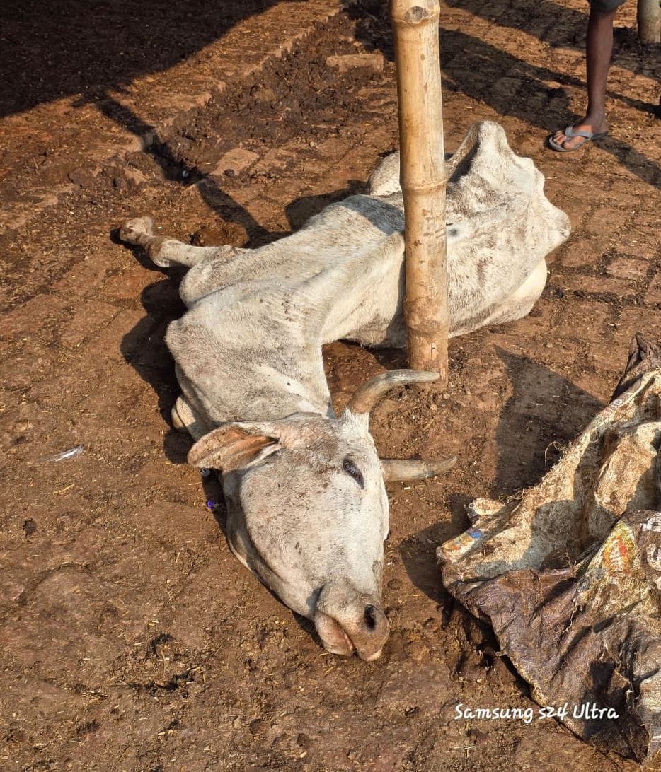 द्विकली पुख्ता गोशाला में मरणासन्न अवस्था में पड़ी गाय। संवाद