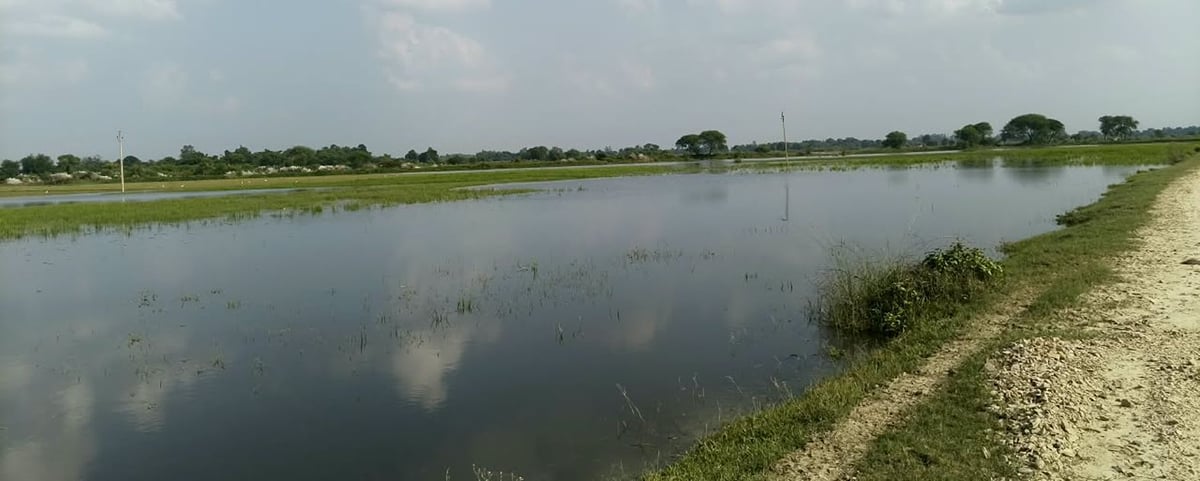 Sultanpur News: गोमती का जलस्तर बढ़ा, डूबी धान की फसल
