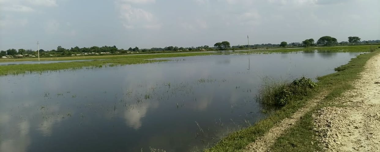 Gomti water level rises; paddy crop submerged