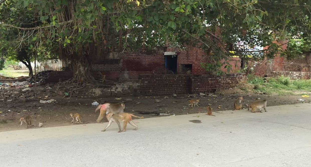 Monkey menace in the city to be curbed; Municipal Council invites tenders for one year.