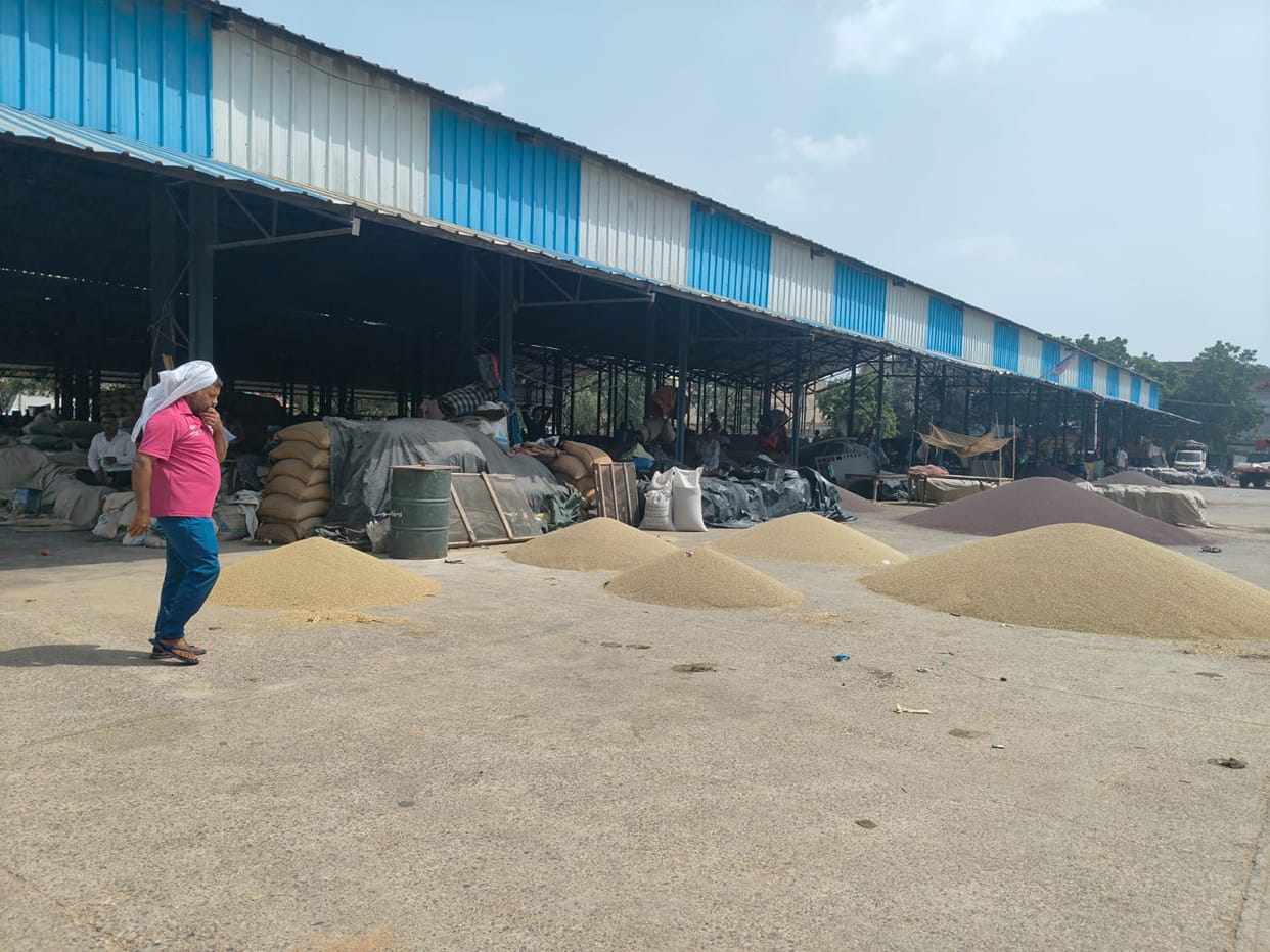 Government procurement of pearl millet begins today; land verification on the portal must be completed.
