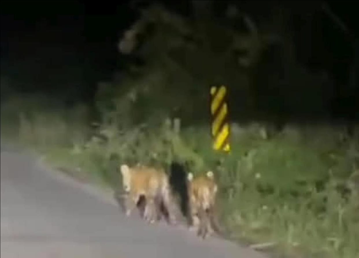 Two tiger cubs suddenly appeared on the Bichhiya road; bike riders left terrified.