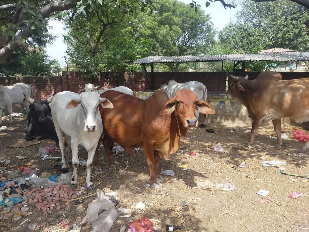 Lumpy infection detected in 25 stray cattle; 'Gau Mata Upchar Shala' is carrying out vaccination.