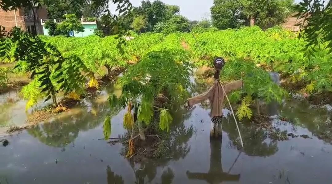 Jalaun News: खेत में पानी छोड़ने से दो बीघा पपीते की फसल जलमग्न
