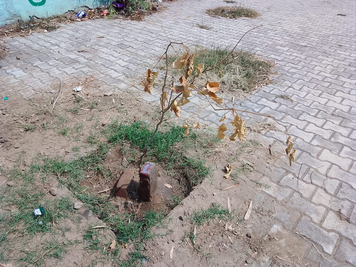 Planted saplings but neglected their care... the plants withered within two and a half months.Planted saplings but neglected their care... the plants withered within two and a half months.