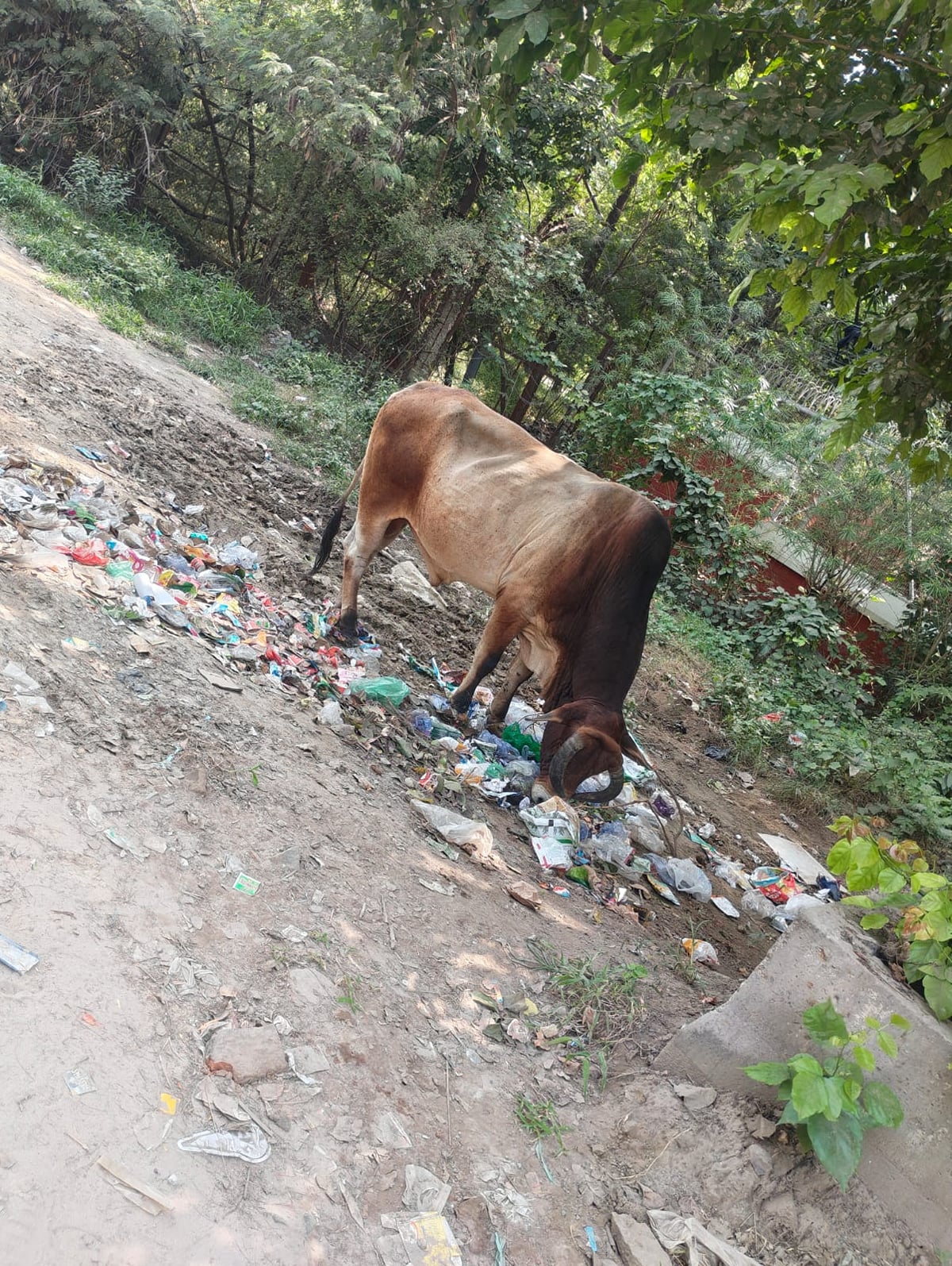 Noida News: खाली जमीन पर बना कूड़ा डंपिंग स्थल