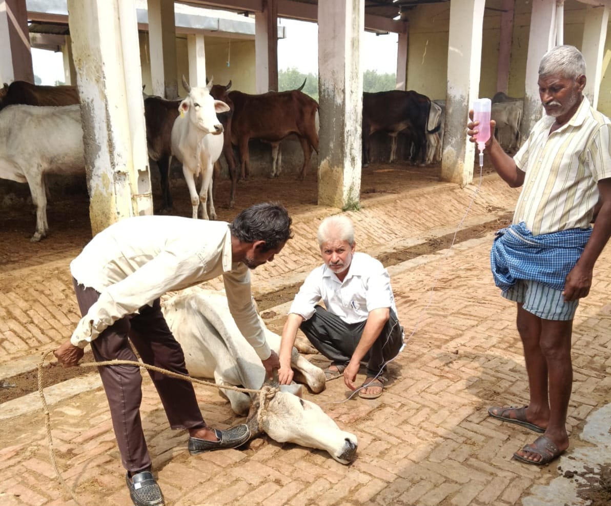 On paper, the fodder is of high quality; in reality, the cattle do not even get dry fodder.