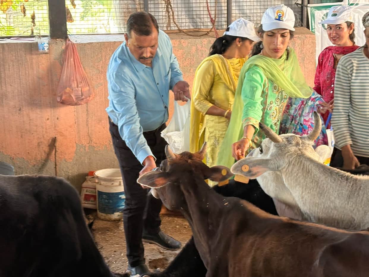 Checked the health of the cows and also planted medicinal plants in the cowshed.