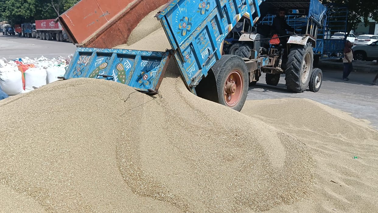 Procurement of pearl millet begins MSP fixed at 2,900 price difference support of up to 600 to be provided.