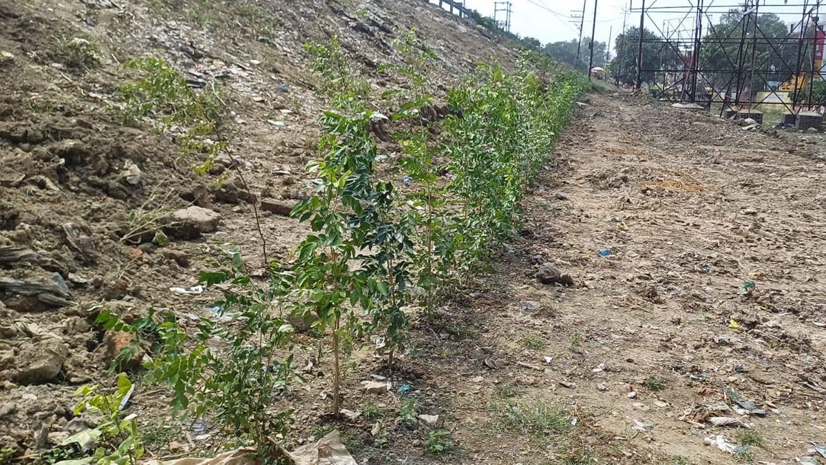 Chandauli News: कूड़े की जगह हरियाली, जीटीआर ब्रिज के पास लगाए 500 पौधे