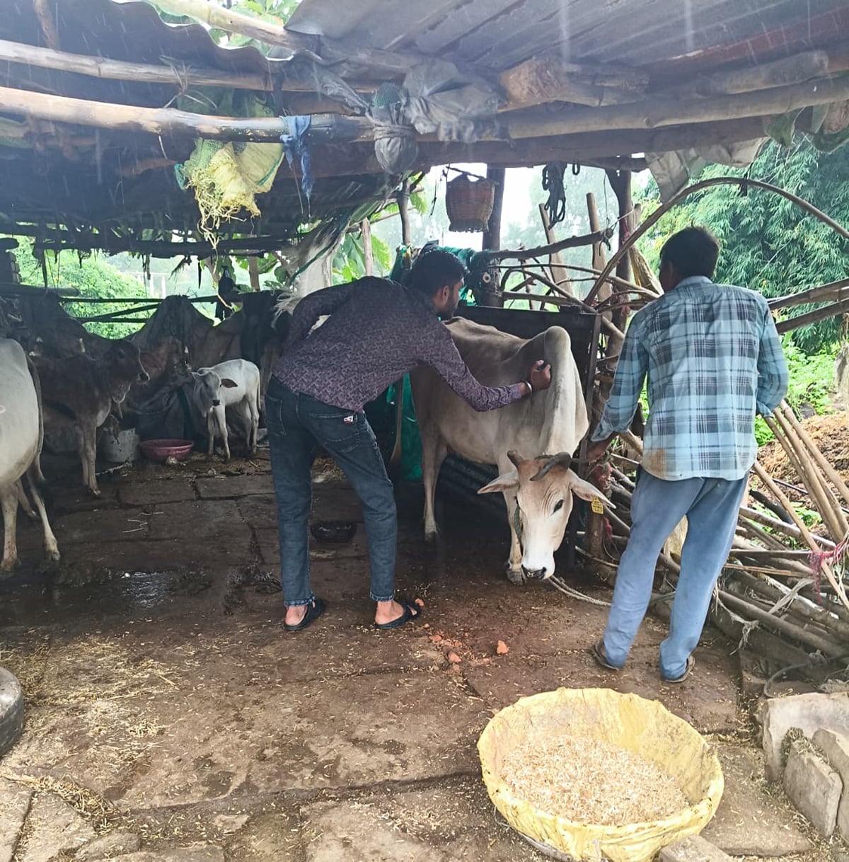Lalitpur News: टीकाकरण से बच गए 25 हजार से अधिक पशु