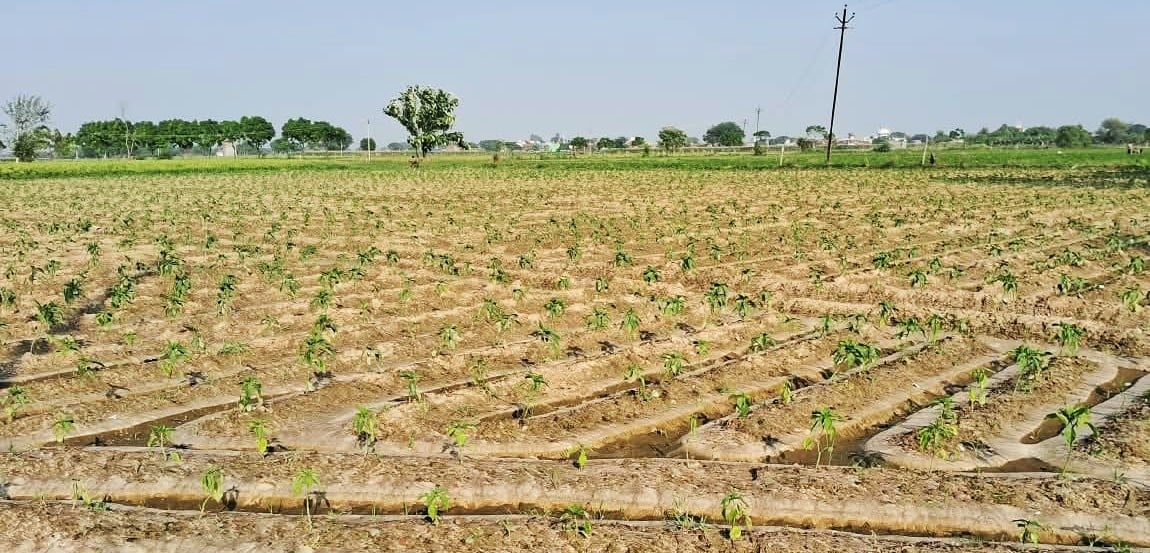 Budaun News: बारिश में बहे शिमला मिर्च उत्पादकों के अरमान
