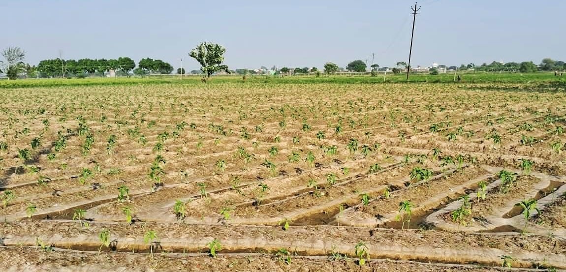 Rain washes away the hopes of capsicum growers