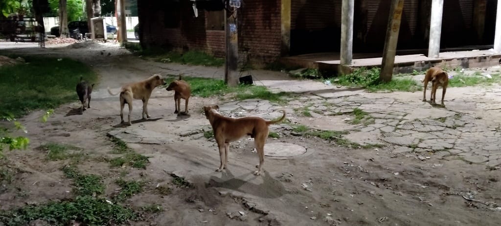 Agencies back out of dog sterilization due to reduced payments; seek help from the Animal Husbandry Department.