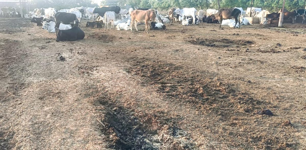 Lakhimpur Kheri News: गोशालाओं में पशुओं के आहार का बजट भारी, जमीनी इंतजाम हल्के
