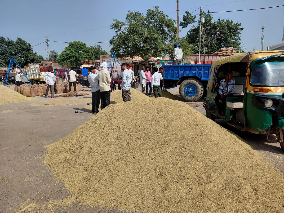Etawah News: मंडियों में पहुंचने लगा अगैती धान, सरकारी खरीद के लिए 28 दिन का इंतजार