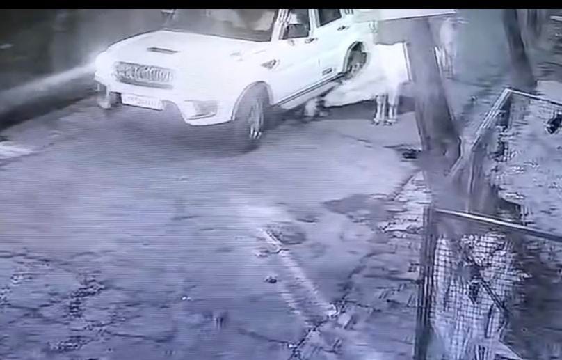 गोला में बछडे़ पर कार चढ़ाता चालक। स्रोत : वीडियो ग्रैब