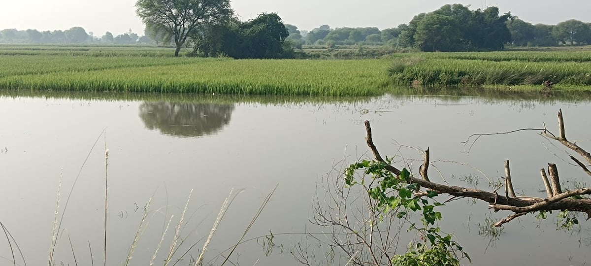 Jaunpur News: गोमती खतरे के निशान से 2.61 मीटर नीचे बदलापुर में 50 एकड़ से ज्यादा फसल जलमग्न