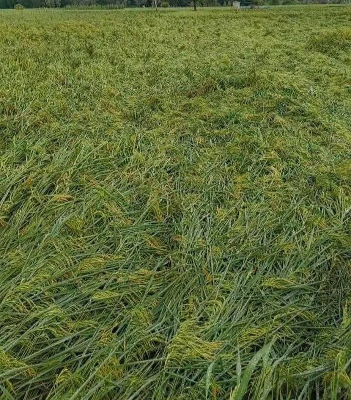 Amethi News: 10 हजार हेक्टेयर की फसलें बर्बाद