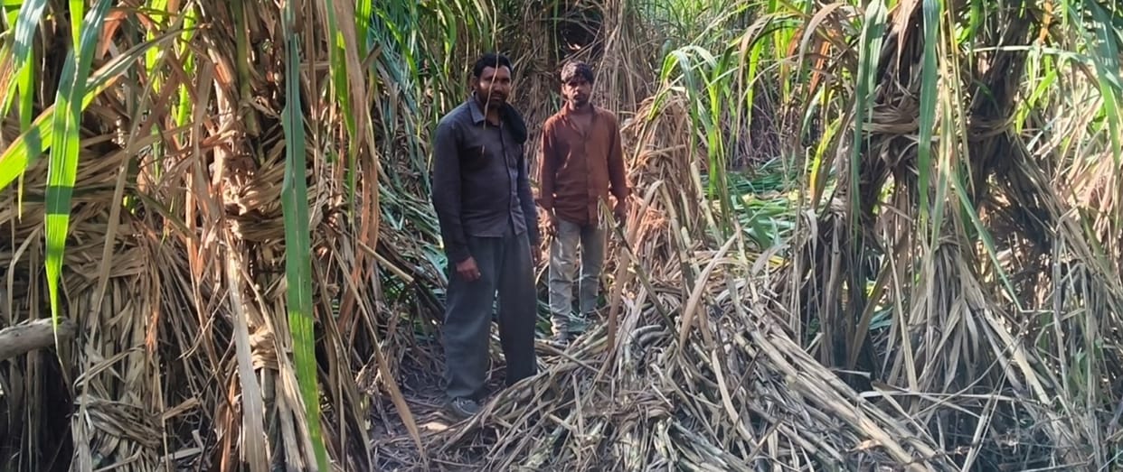 Elephants trampled sugarcane crops in the fields