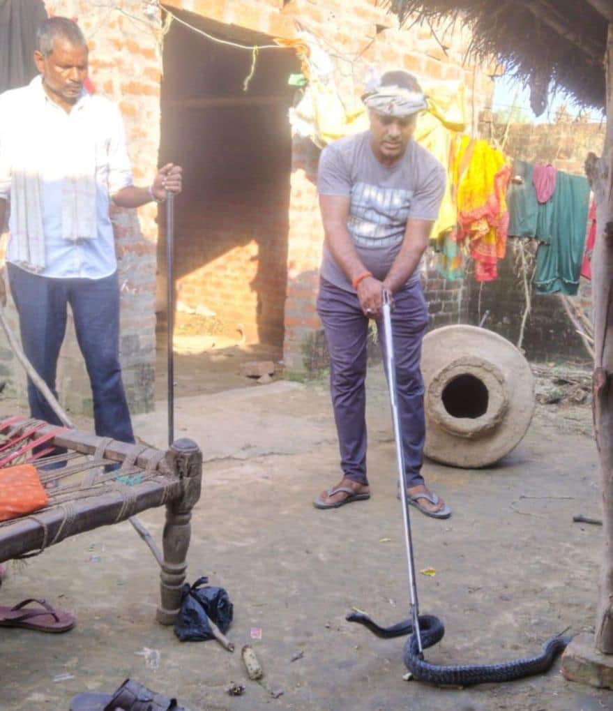 Cobra found in Ramvapur; rescued.